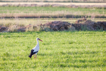 Obraz na płótnie Canvas White stork walking through a green meadow looking for food