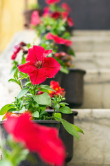 Red flowers on balcony stairs