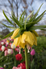 Amazing flowers at Keukenhof Garden, Holland