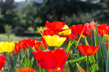 Fototapeta na wymiar Tulips in the Garden