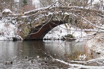Gapstow bridge over the lake with snow and ducks at Central Park