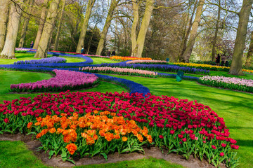 Beautiful flowers at Keukenhof garden, Holland
