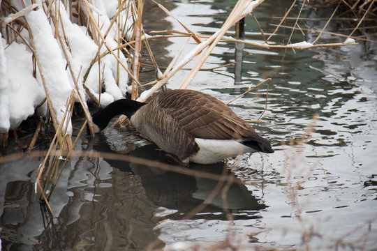 Goose in reflective water in winter and snow