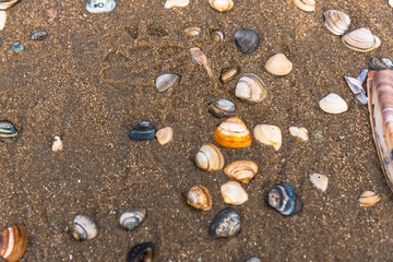 Fototapeta premium Beach at the North Sea