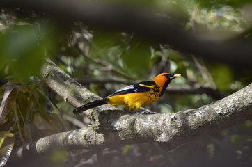 oriole2