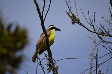 kiskadee5