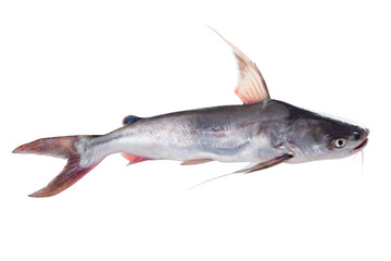 Catfish, Gafftopsail (Bagre marinus). Isolated on white background