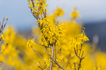 Spring flowers