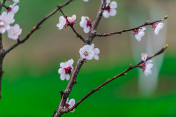 Spring flowers
