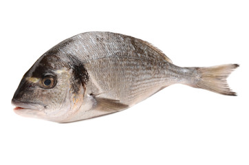 sea bream