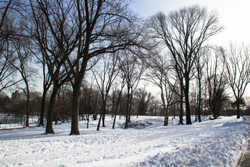 Fototapeta na wymiar Snow and trees at park