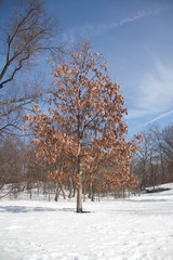 Tree with dried leaves on snow with blue sky