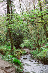 Fototapeta na wymiar River through forest