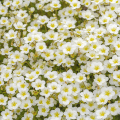 many white blossom
