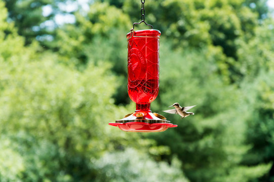 Hummingbird flying to a bird feeder