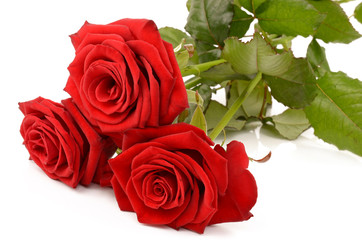 Red rose on a white background
