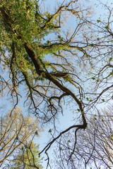 Treea in the park