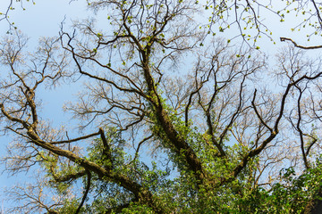 Treea in the park