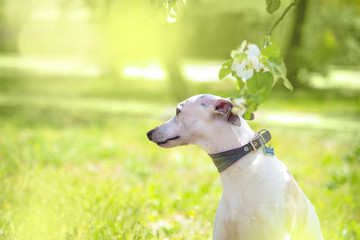 Portrait of white little hunter dog in bright green and spring blossom