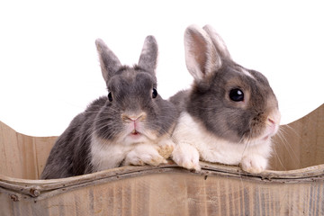 Litte sweet rabbits pets friends cuddle in the basket