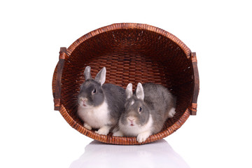 Litte sweet rabbits pets friends cuddle in the basket