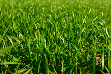 spring green field