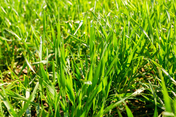 spring green field