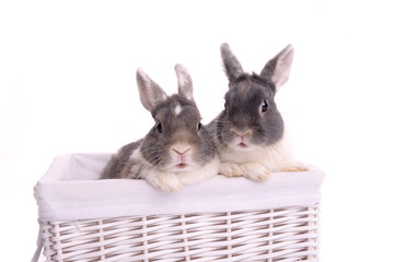 Two litte rabbits friends cuddle in the basket