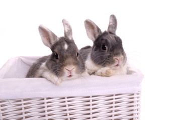 Two litte cute rabbits in the basket