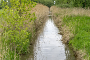 Selz creek covered with reed. Ingelheim Rhinehesse, Germany