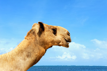 Camel on a beach coast