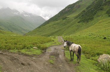 Fototapeta premium View of white horse in the mountains