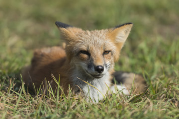 Red fox in nature (Vulpes vulpes)