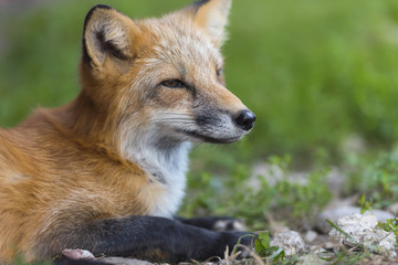 Red fox in nature (Vulpes vulpes)