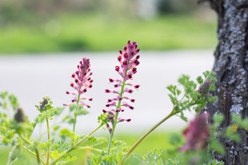 Obraz premium Pink WildFlowers