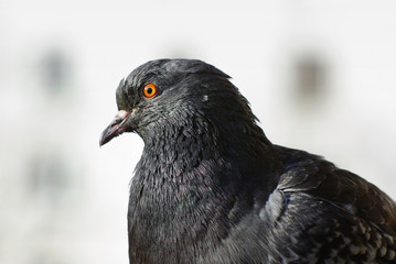 Close-up of pigeon head and neck in profile. Selective focus.