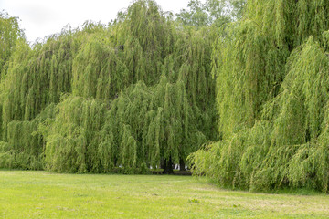 On the Rhine in Germany with a large wall of silver willow trees