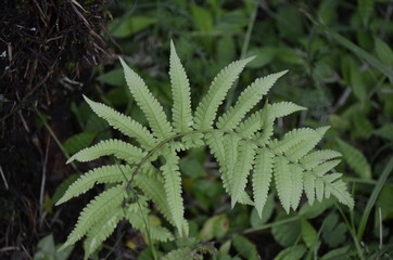 fern