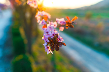 Fototapeta na wymiar Cherry flowers at the sunset