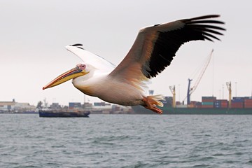 Beautiful flying Pelican in the Walvis Bay in Namibia