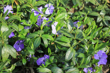 Small blue spring flowers on a green glade