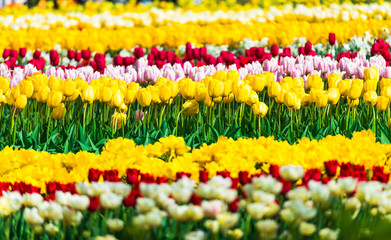 Amazing colorful tulips field