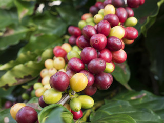 Coffee cherries