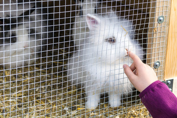 finger points towards rabbit pet