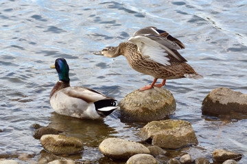 Mallard duck pair on rocky edge of lake shore with hen spreading and stretching out her wings