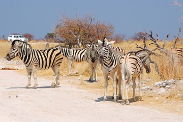 Fototapeta na wymiar Zebra Herd in the Etosha National Park in Namibia