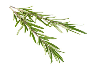 Rosemary twigs on a white background