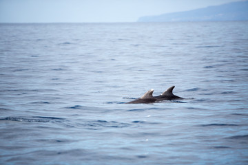 Fototapeta premium Dolphins