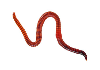 Naklejka premium Animal earth worm isolated on white background