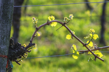 Junge Triebe im Weingarten im Fr&uuml;hling